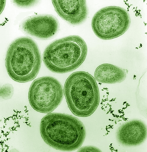 Cyanobacteria Monitoring
